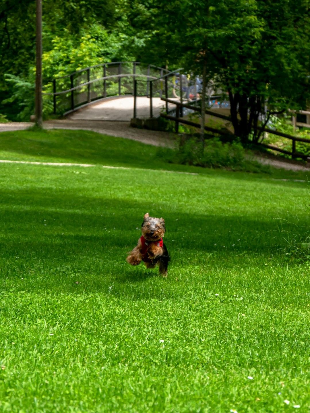 Benefits of Artificial Turf for Dogs